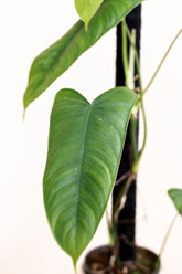 Philodendron Sharoniae